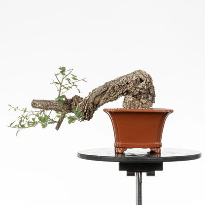 Cara trasera de bonsai de roble