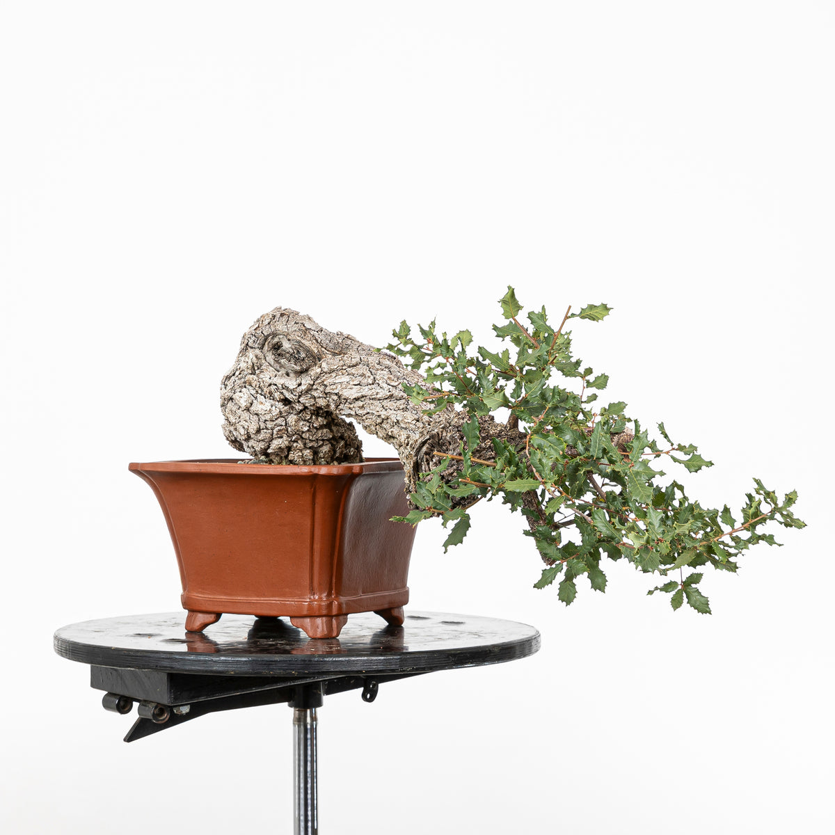 Bonsai "Han Kengai" - Quercia faginea (Quercus faginea)