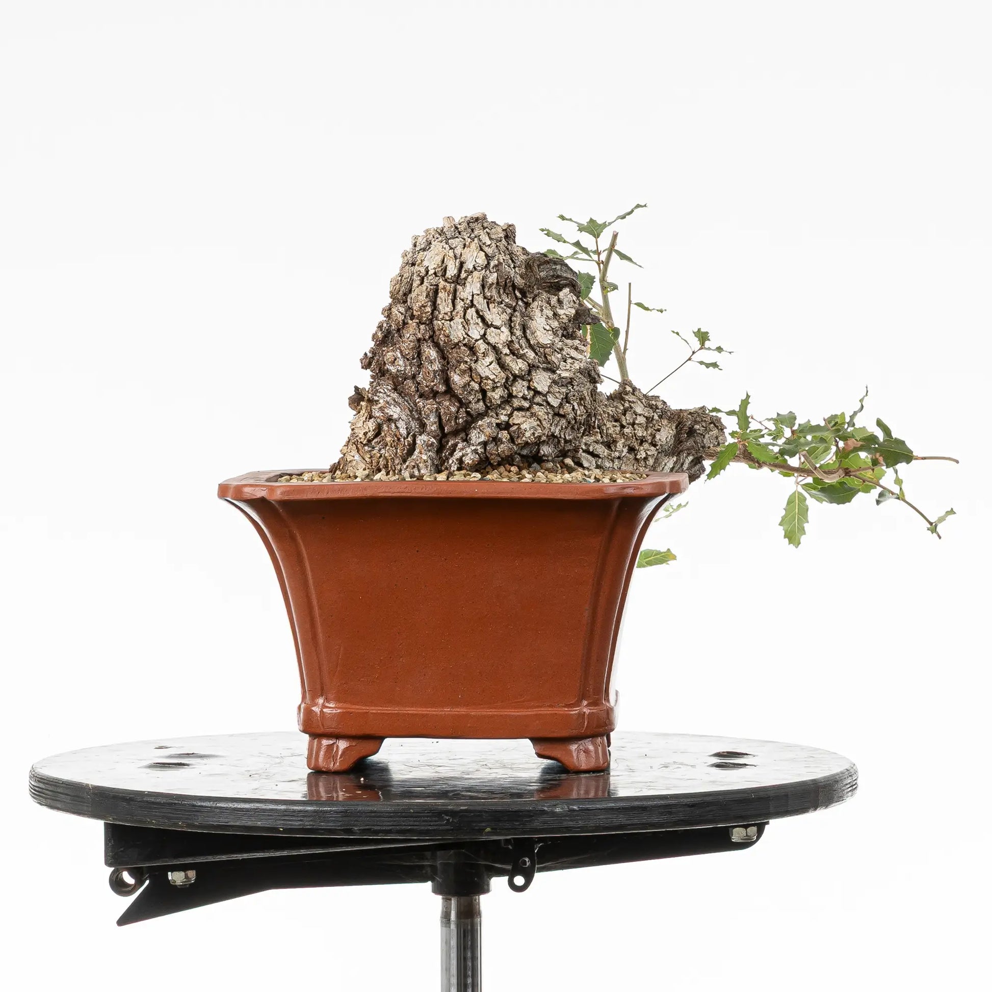 Cara izquierda de bonsai de roble