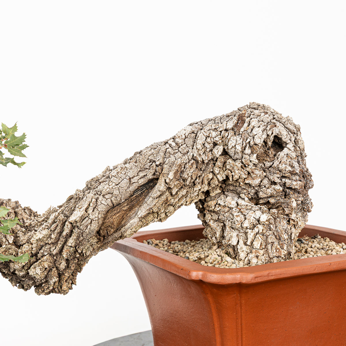 Bonsai "Han Kengai" - Quercia faginea (Quercus faginea)