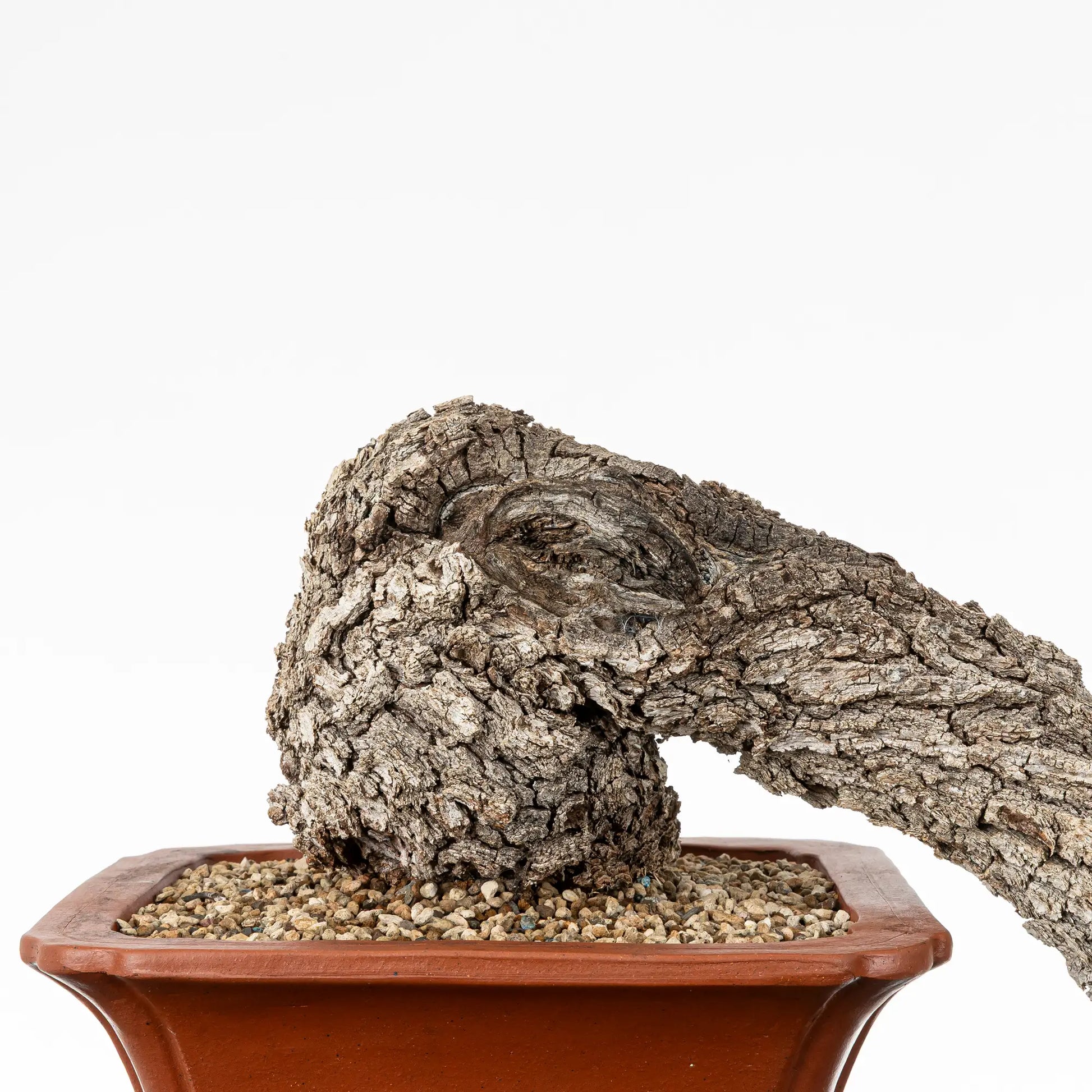 Detalle de nebari, shari y corteza de bonsai de roble