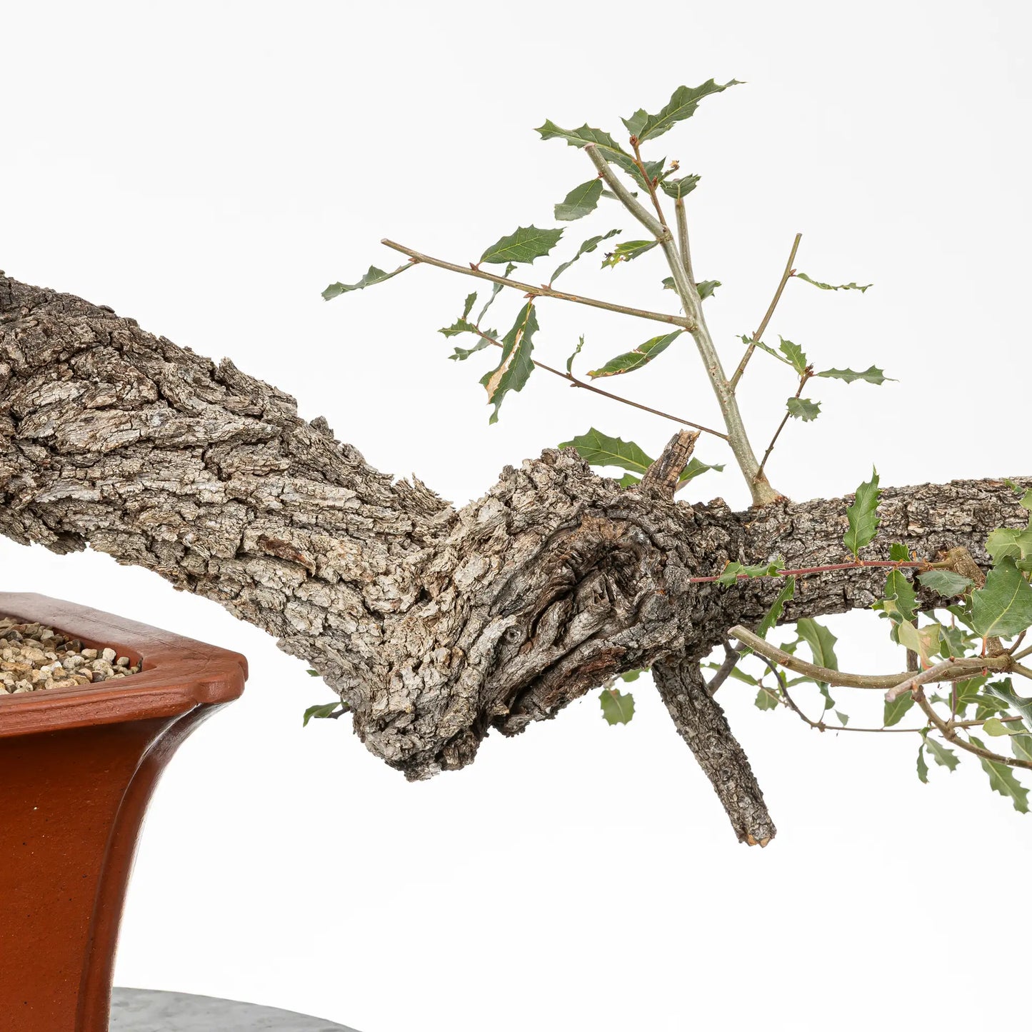 Detalle de tronco, shari y ramas de bonsai de roble