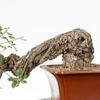 Detalle de base y tronco de bonsai de roble.