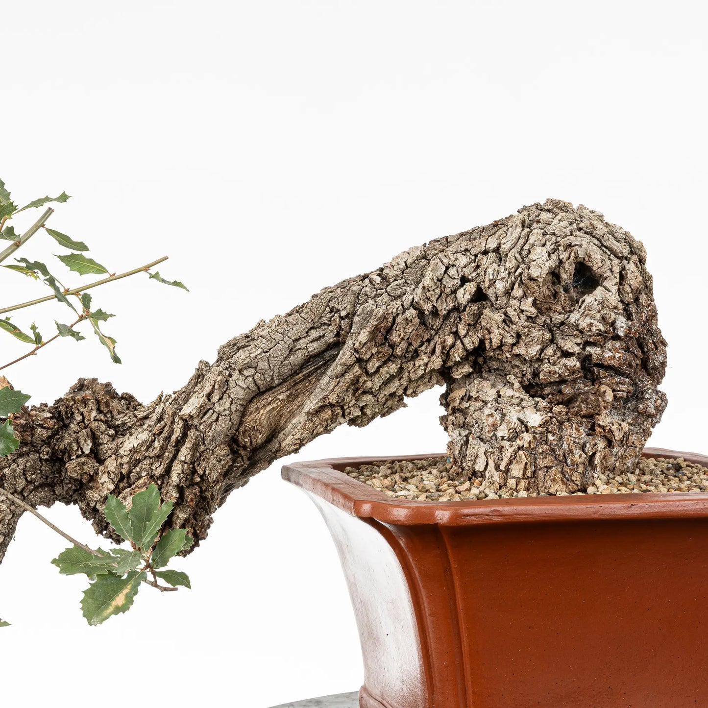 Detalle de base y tronco de bonsai de roble.