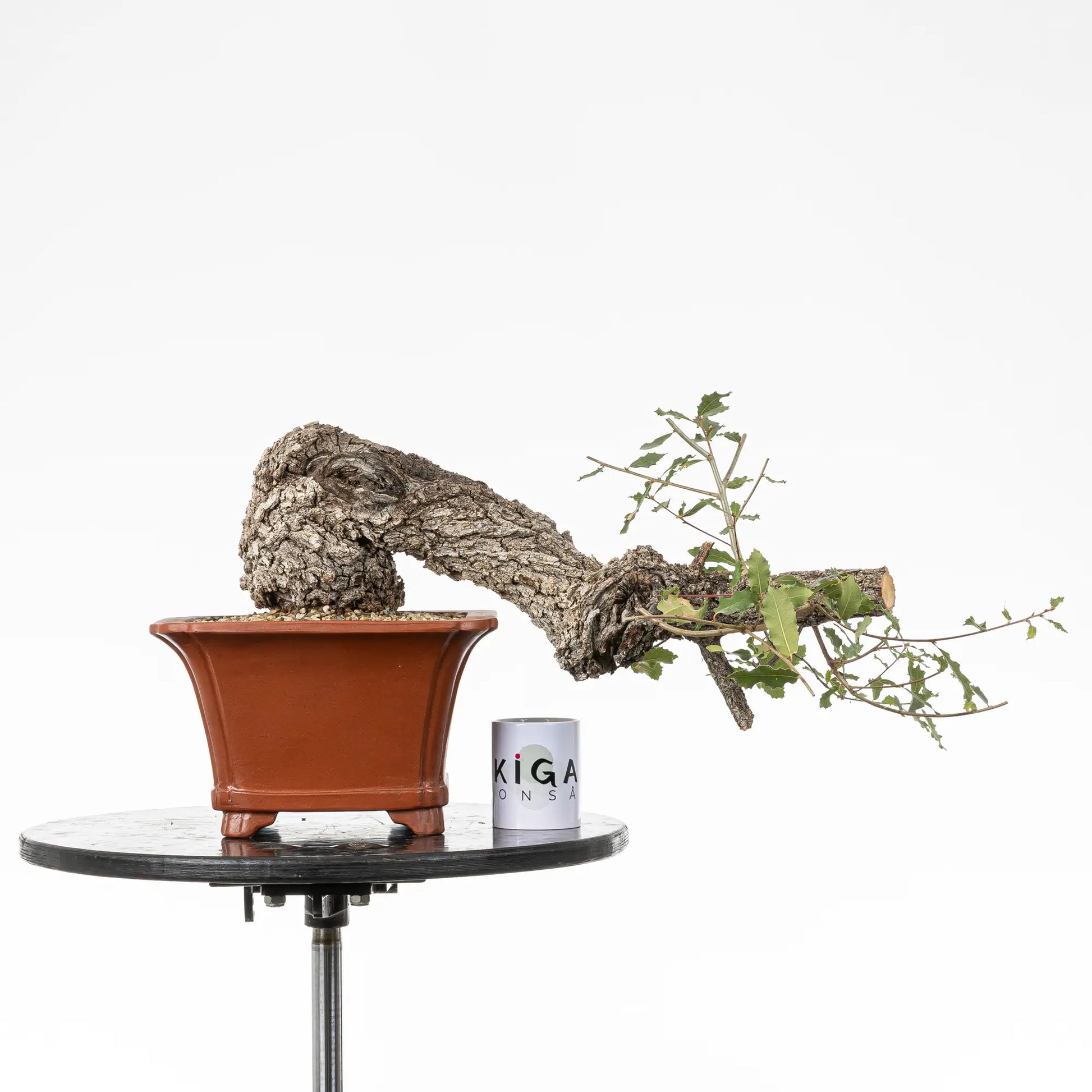 Comparativa de tamaño de bonsai de roble con una taza de café de la tienda ikigai bonsai.