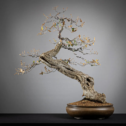Bonsai yamadori de roble tamaño dai estilo moyogi