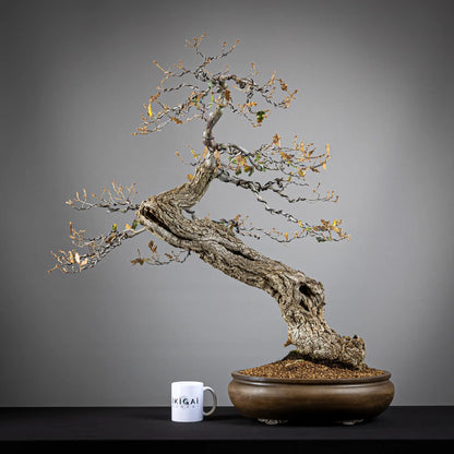 Comparativa de tamaño de bonsai yamadori de roble de tamaño dai con una taza de café de la tienda ikigai bonsai