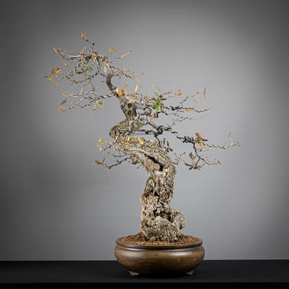 Cara derecha de bonsai yamadori de roble