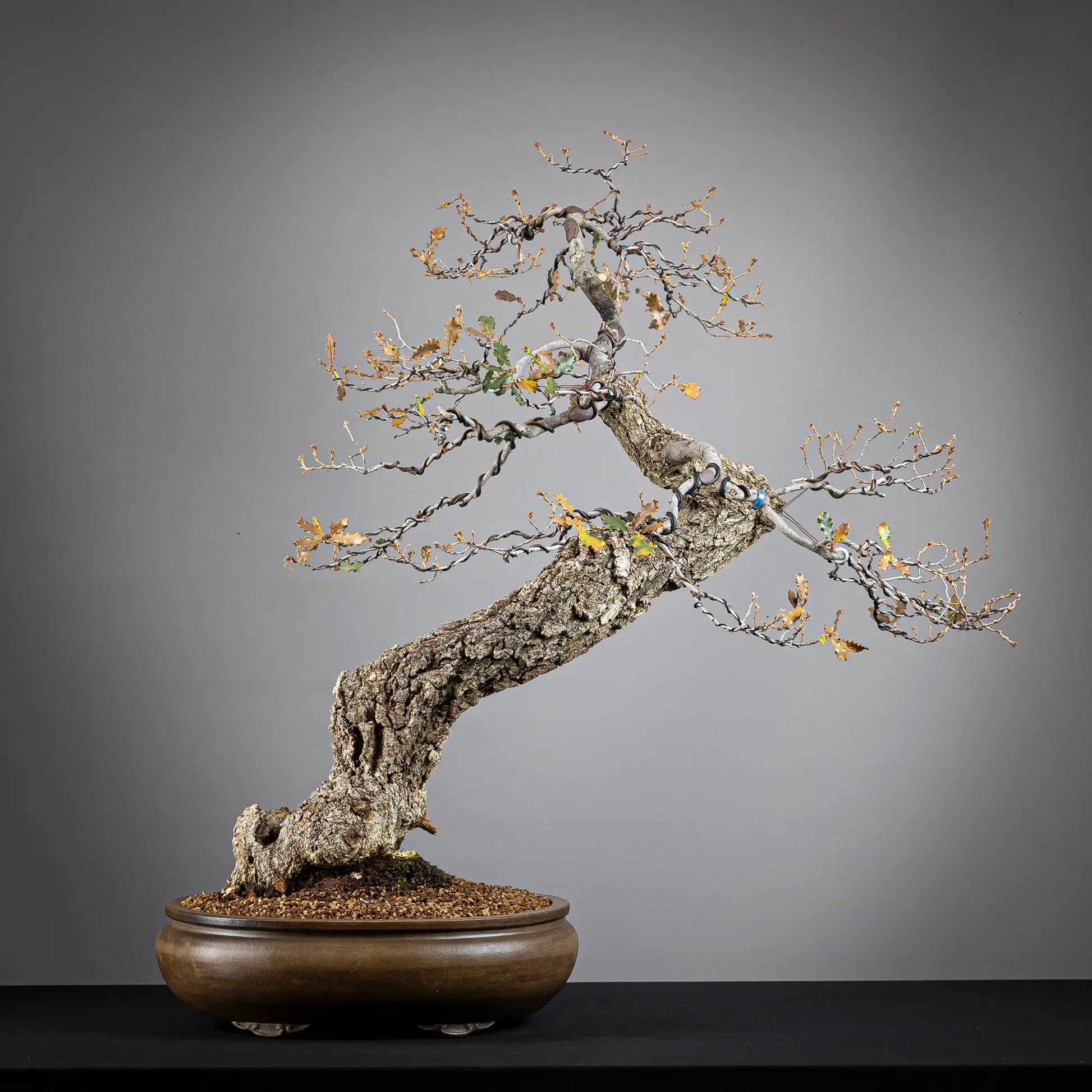 Cara trasera de bonsai yamadori de roble