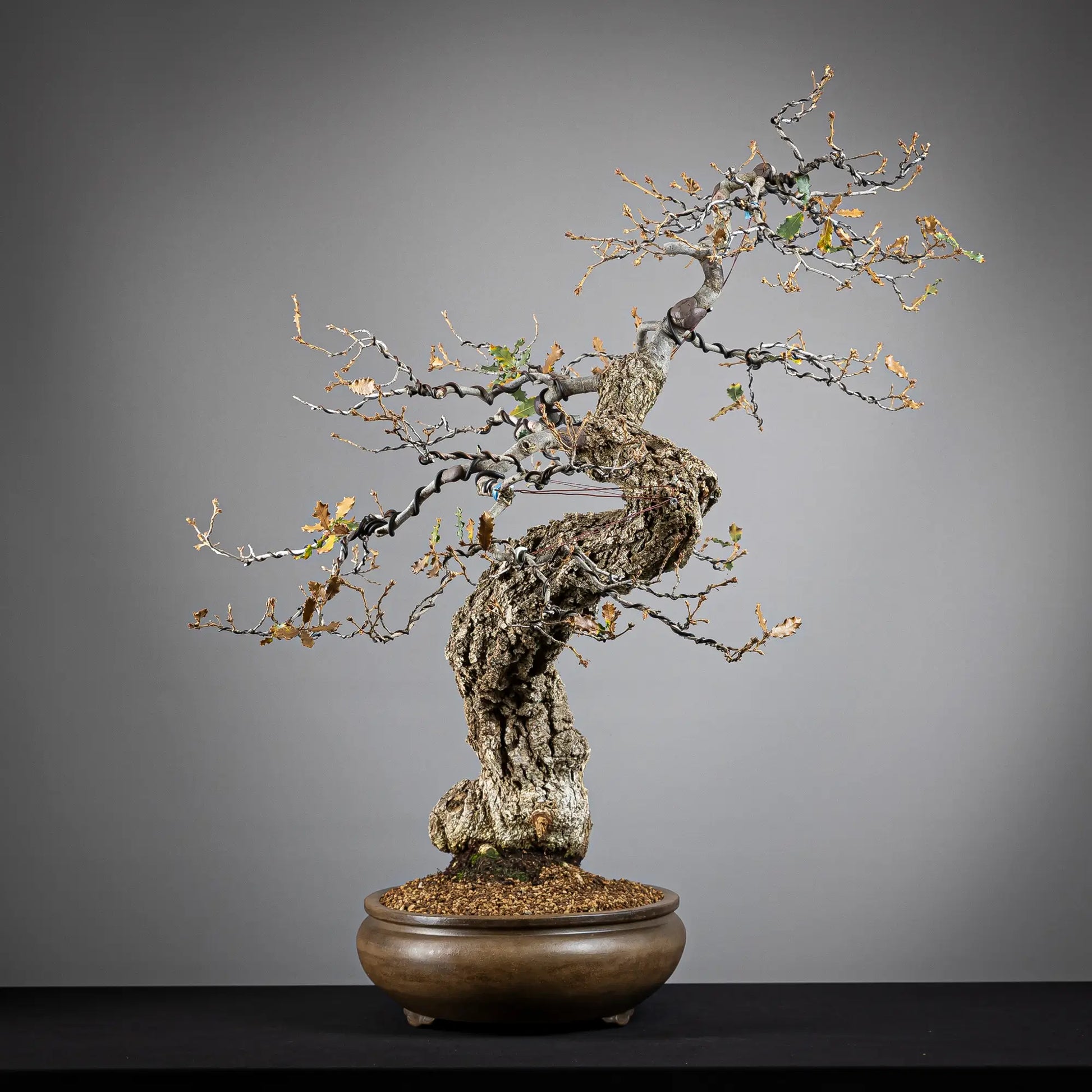 Cara izquierda de bonsai yamadori de roble