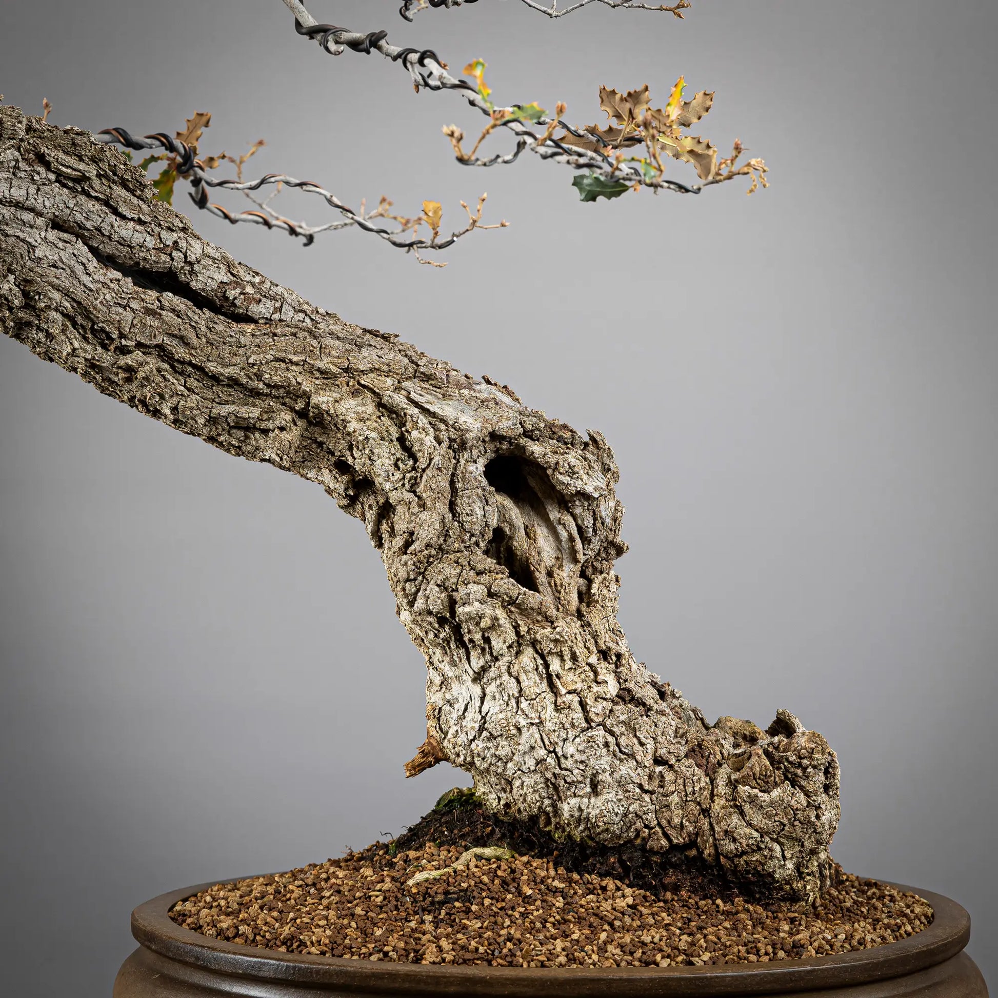 Detalle de nebari, corteza, sharis, huecos del tronco.