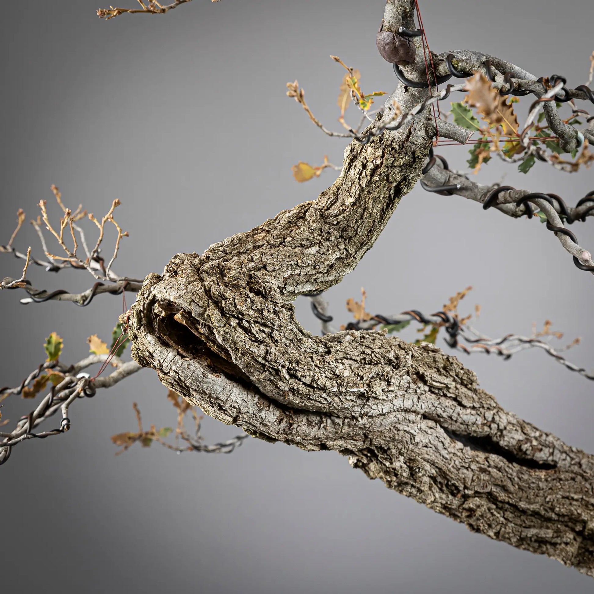 Detalle de corteza, ramas y tronco de bonsai yamadori de roble