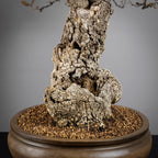 Detalle de nebari de bonsai yamadori de roble