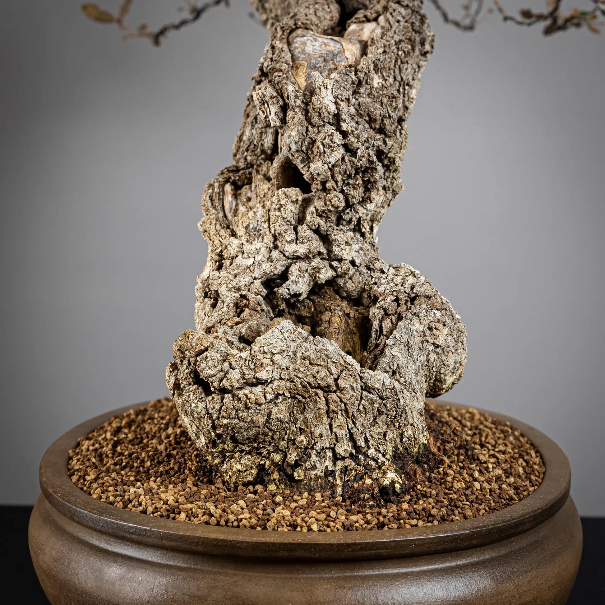 Detalle de nebari de bonsai yamadori de roble