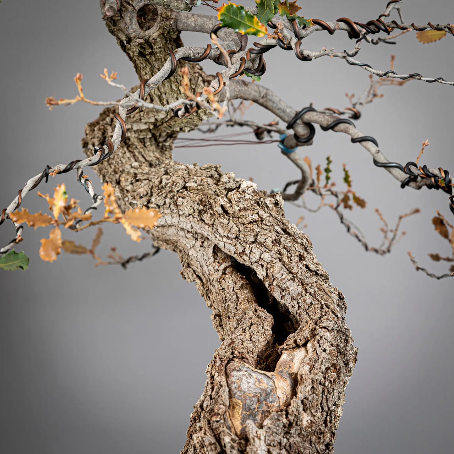 Detalle de huecos y corteza en tronco de bonsai yamadori de roble