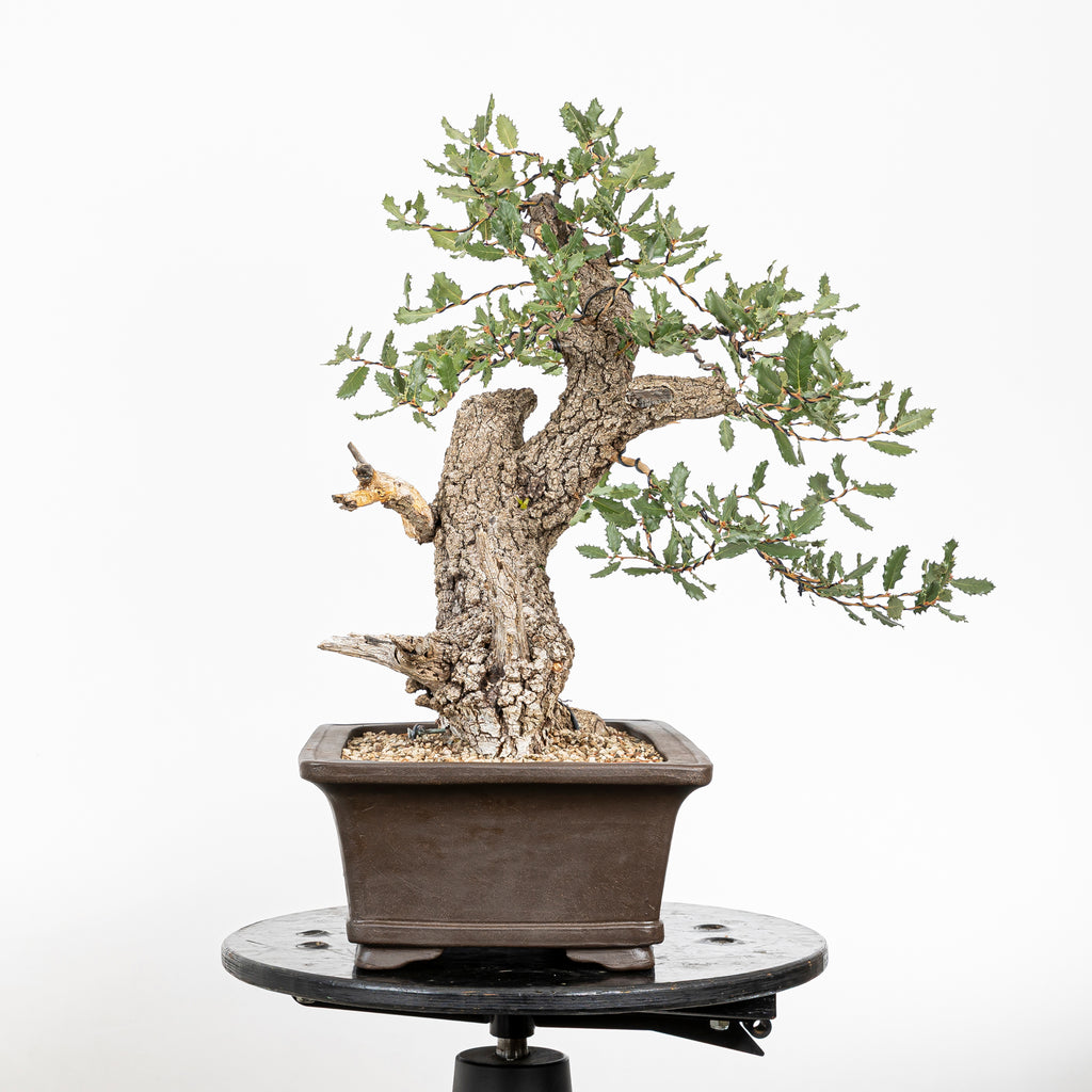 Bonsái - Quejigo (Quercus faginea) - QF10101