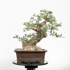 Bonsái - Quejigo (Quercus faginea) - QF10101