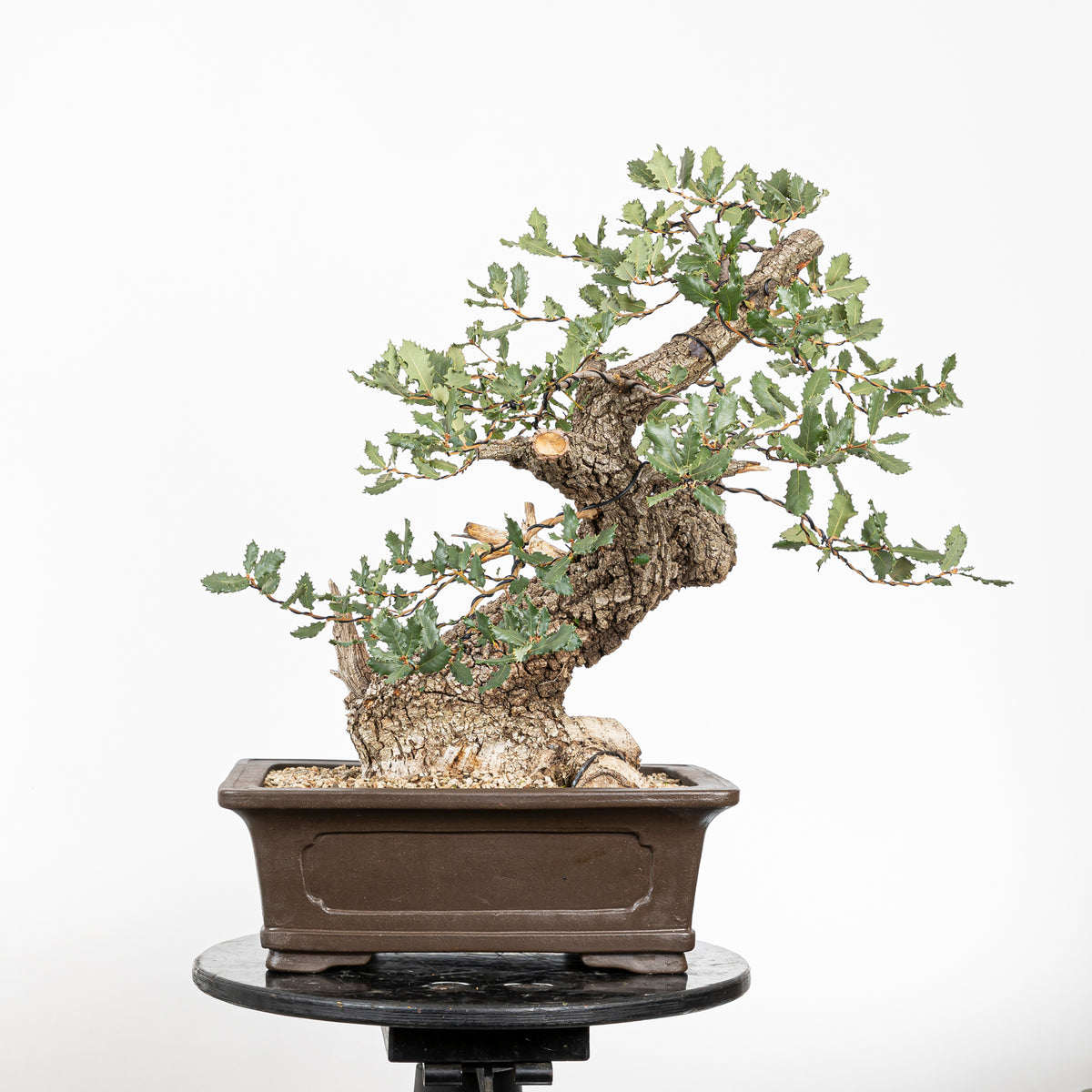 Bonsái - Quejigo (Quercus faginea) - QF10101