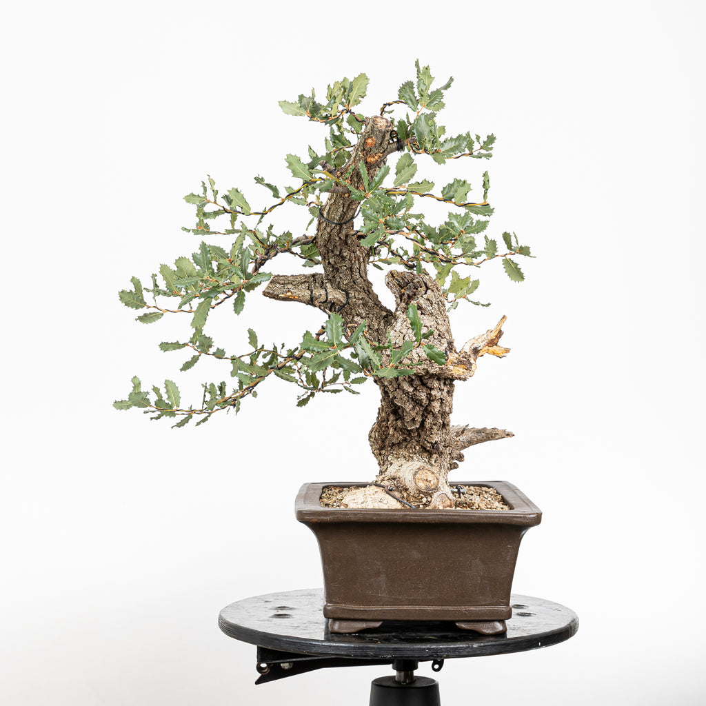 Bonsái - Quejigo (Quercus faginea) - QF10101