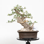 Bonsái - Quejigo (Quercus faginea) - QF10101