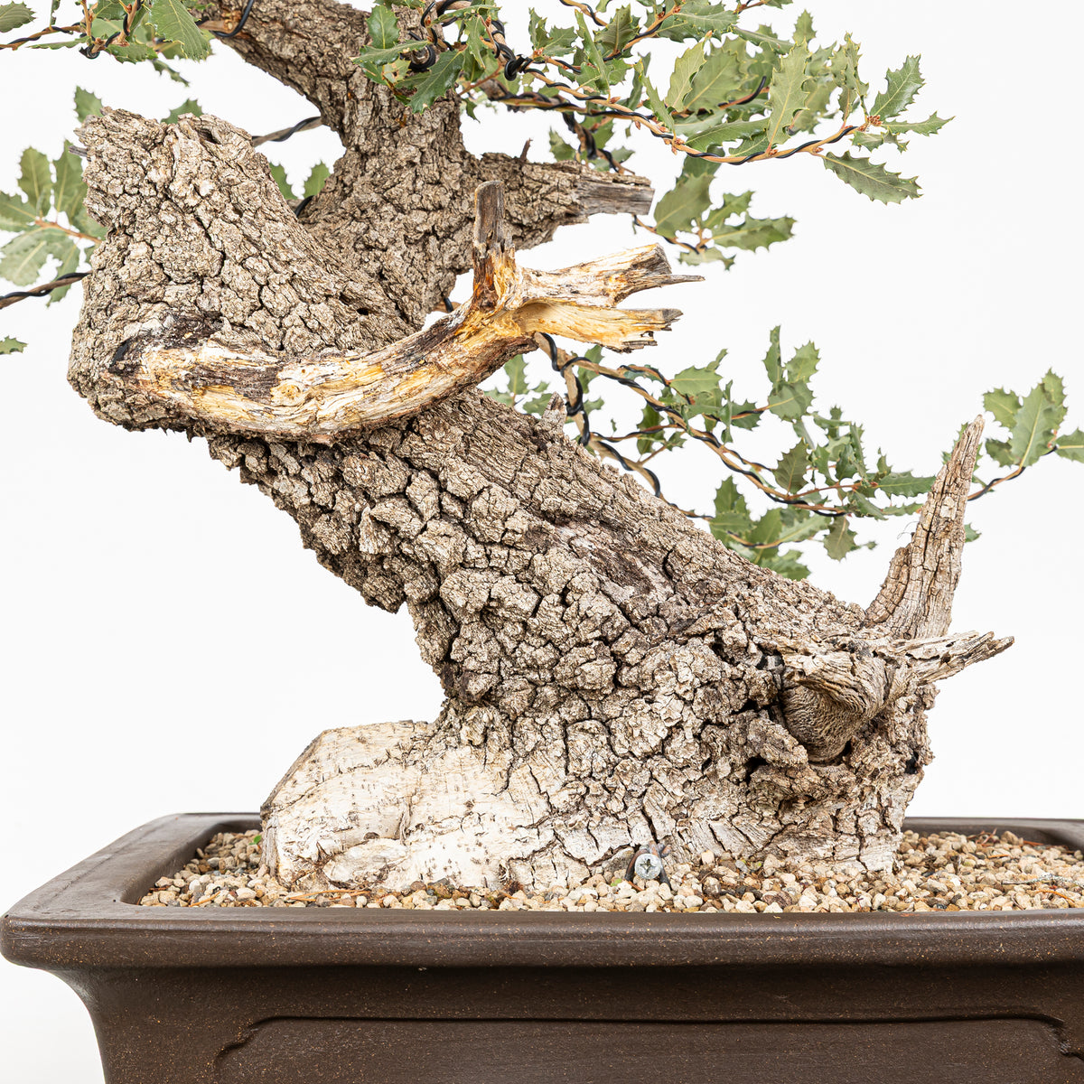 Bonsái - Quejigo (Quercus faginea) - QF10101