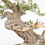 Bonsái - Quejigo (Quercus faginea) - QF10101