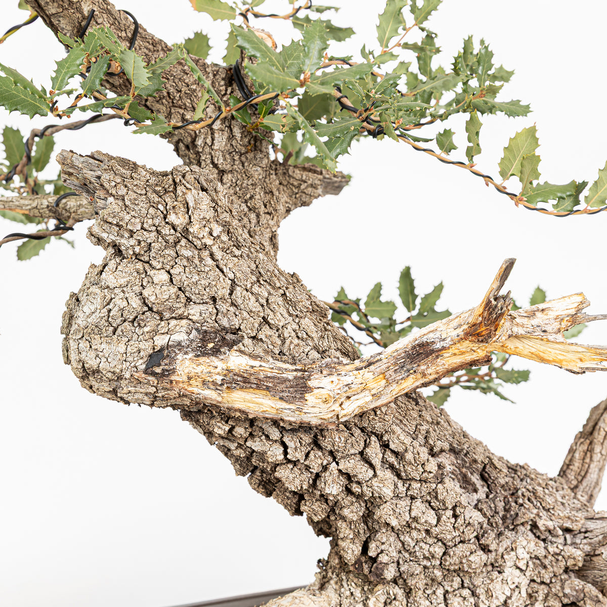 Bonsái - Quejigo (Quercus faginea) - QF10101