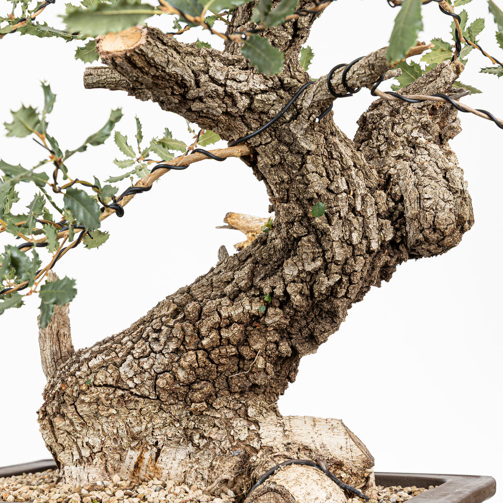 Bonsái - Quejigo (Quercus faginea) - QF10101