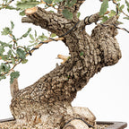 Bonsái - Quejigo (Quercus faginea) - QF10101