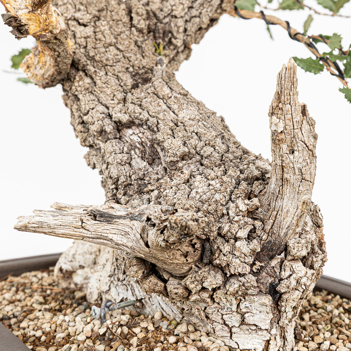Bonsái - Quejigo (Quercus faginea) - QF10101