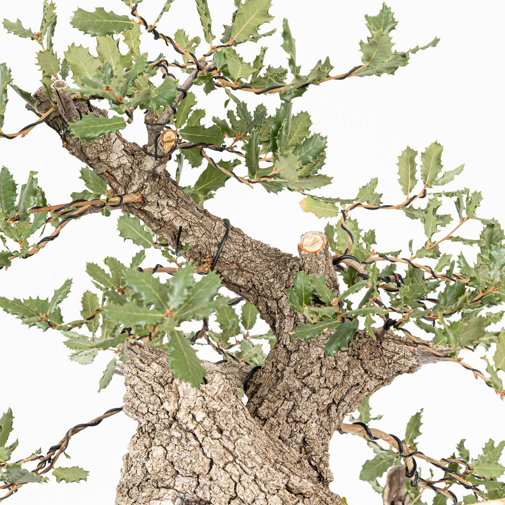 Bonsái - Quejigo (Quercus faginea) - QF10101