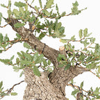 Bonsái - Quejigo (Quercus faginea) - QF10101