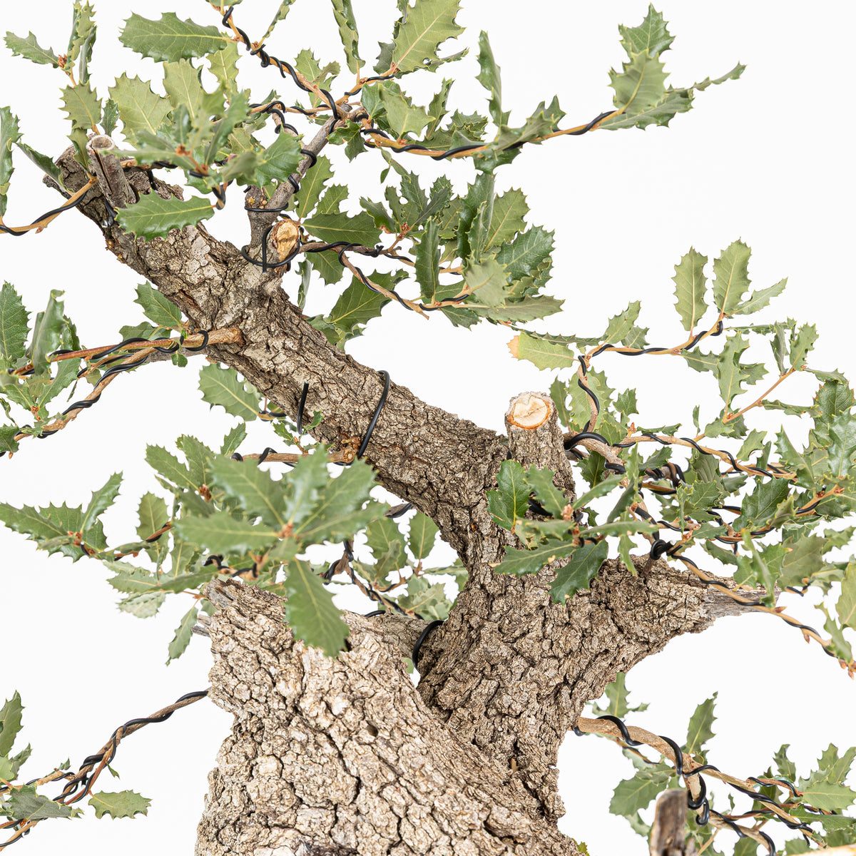 Bonsái - Quejigo (Quercus faginea) - QF10101