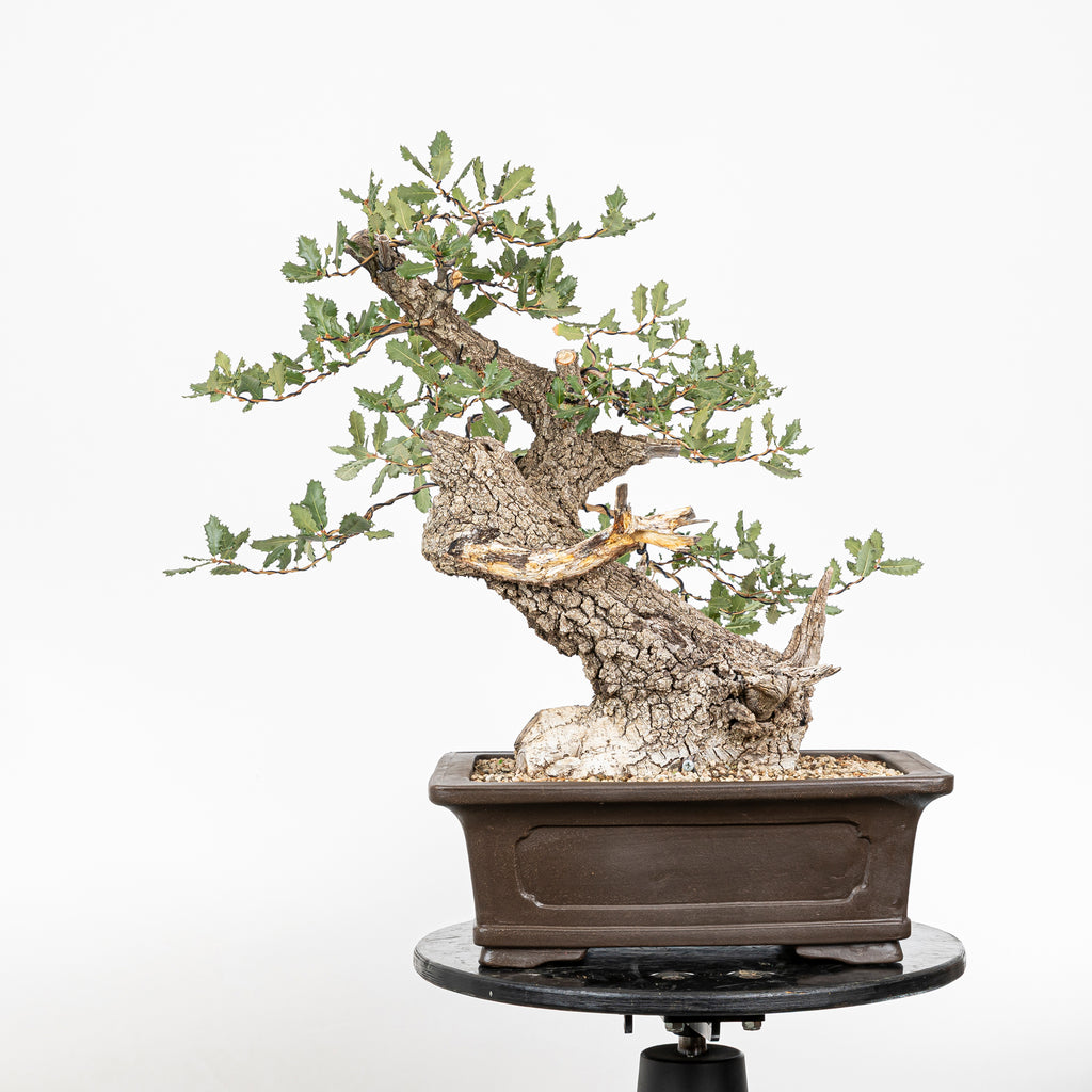 Bonsái - Quejigo (Quercus faginea) - QF10101
