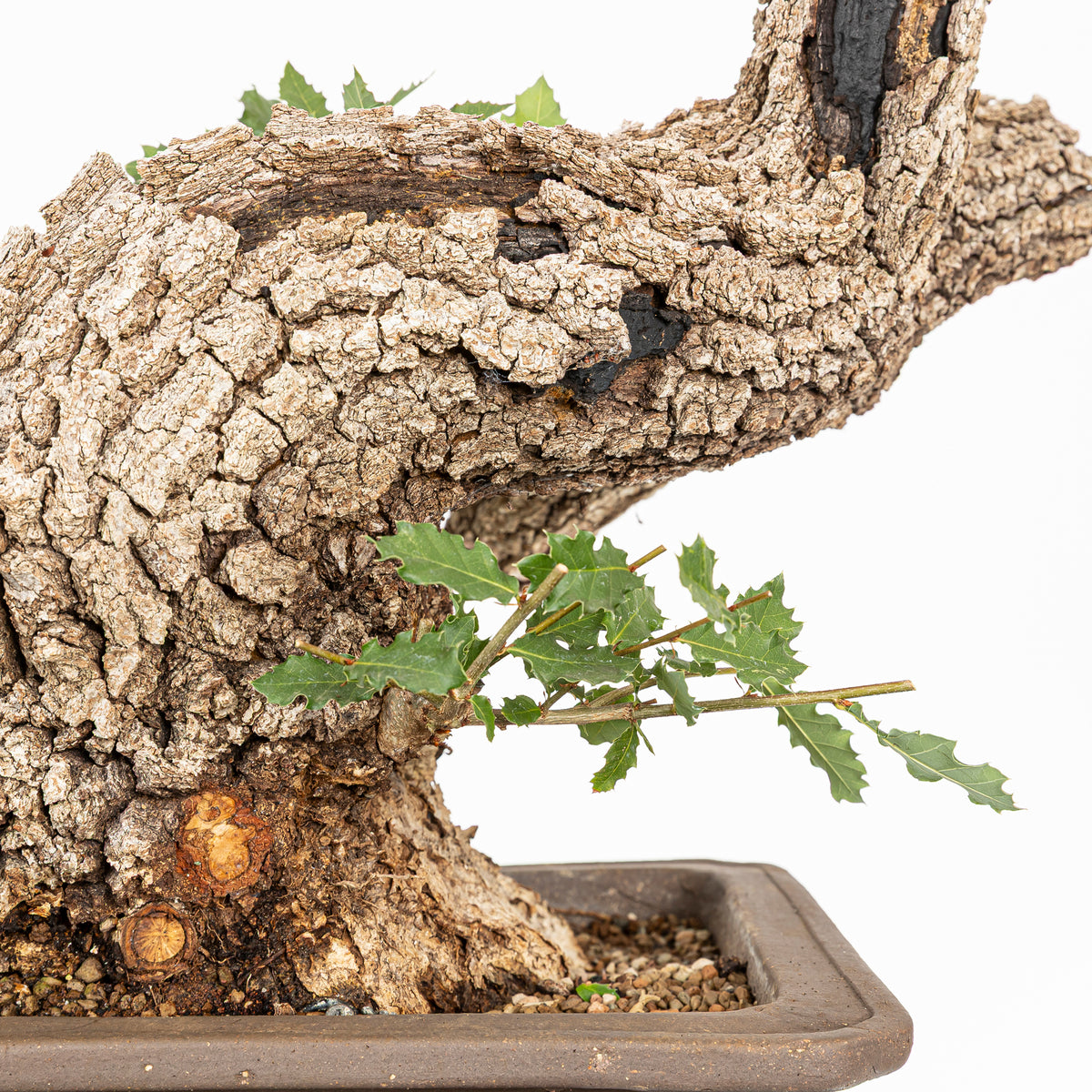 Bonsái - Quejigo (Quecus faginea) - QF10102