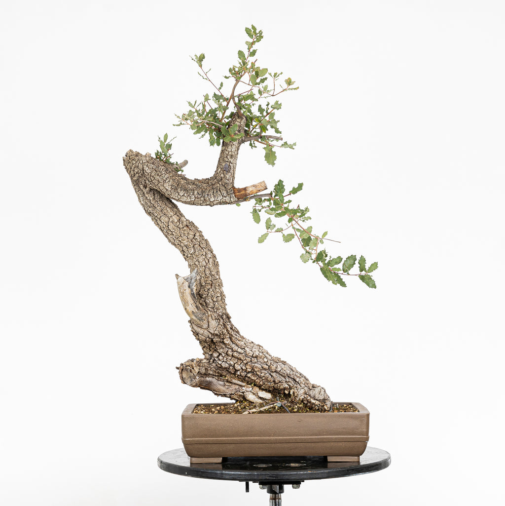 Bonsái - Quejigo (Quercus faginea) - QF10103