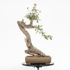 Bonsái - Quejigo (Quercus faginea) - QF10103