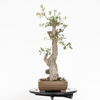 Bonsái - Quejigo (Quercus faginea) - QF10103