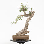 Bonsái - Quejigo (Quercus faginea) - QF10103