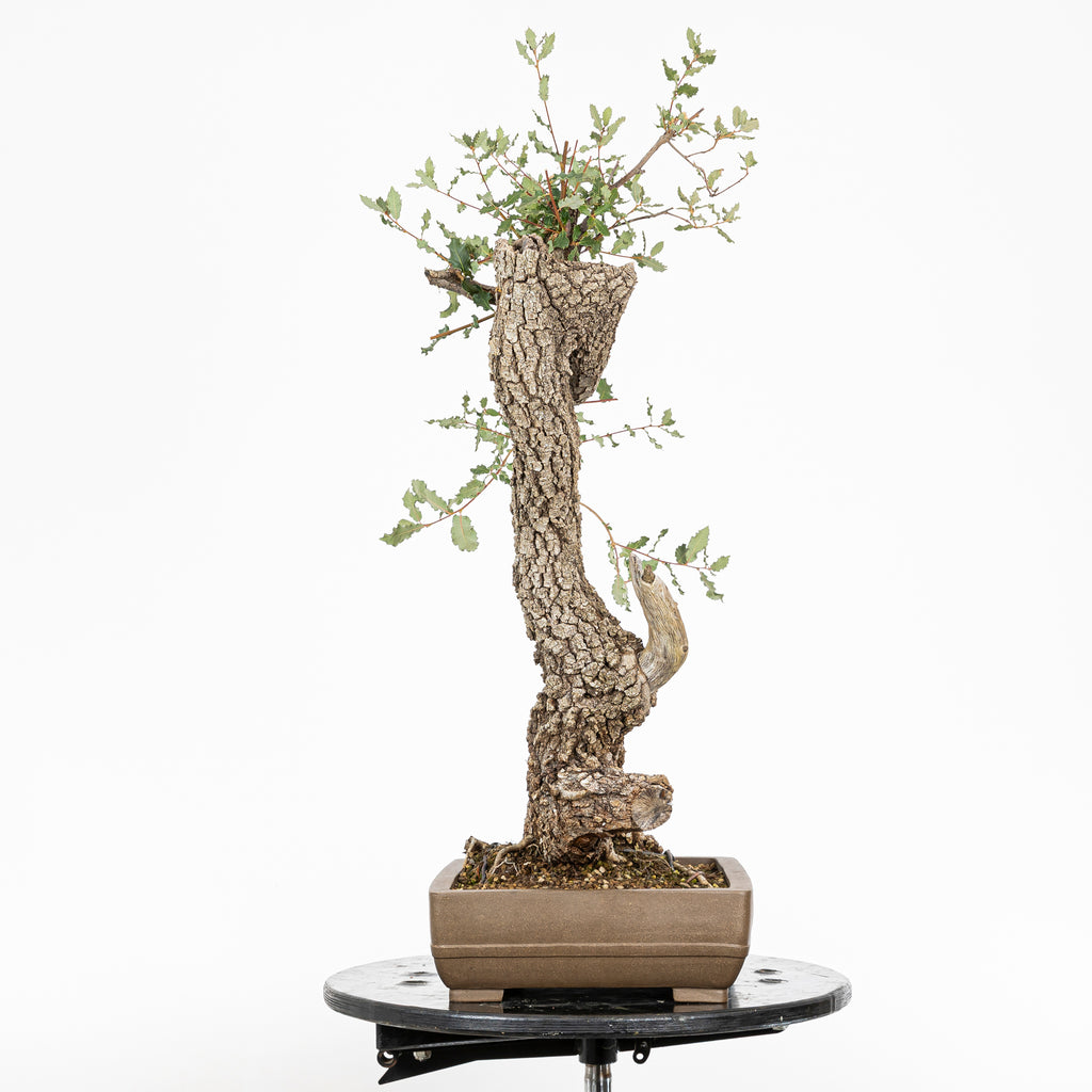 Bonsái - Quejigo (Quercus faginea) - QF10103