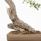 Bonsái - Quejigo (Quercus faginea) - QF10103