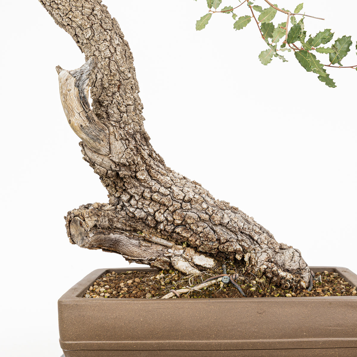 Bonsái - Quejigo (Quercus faginea) - QF10103