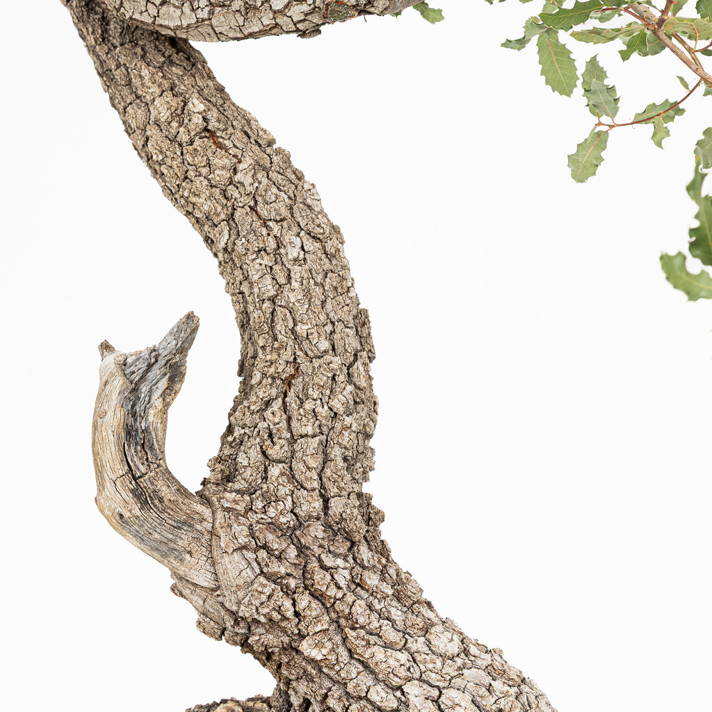 Bonsái - Quejigo (Quercus faginea) - QF10103