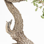 Bonsái - Quejigo (Quercus faginea) - QF10103