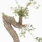 Bonsái - Quejigo (Quercus faginea) - QF10103