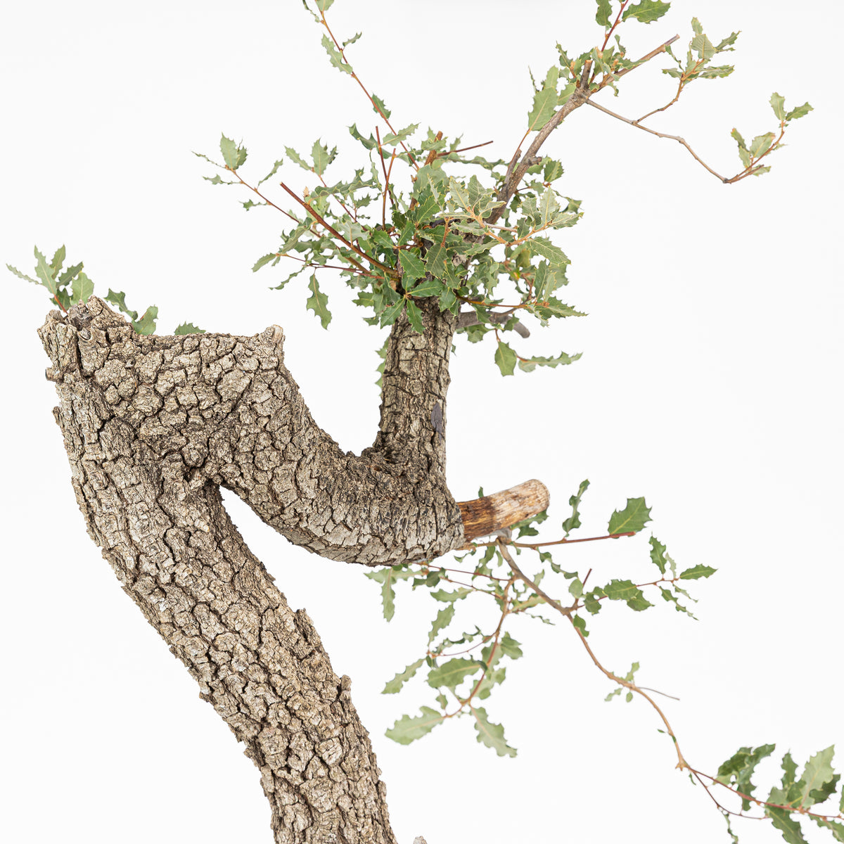 Bonsái - Quejigo (Quercus faginea) - QF10103