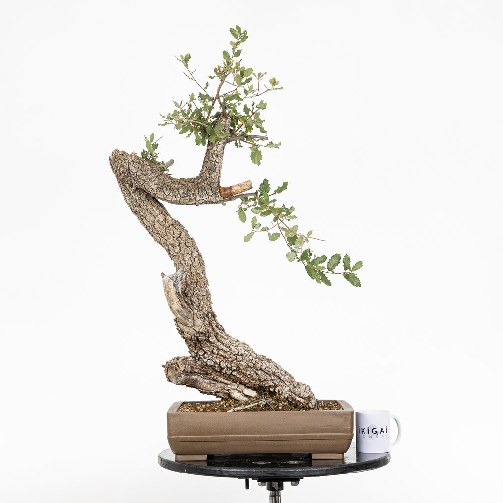 Bonsái - Quejigo (Quercus faginea) - QF10103