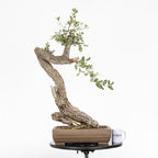 Bonsái - Quejigo (Quercus faginea) - QF10103