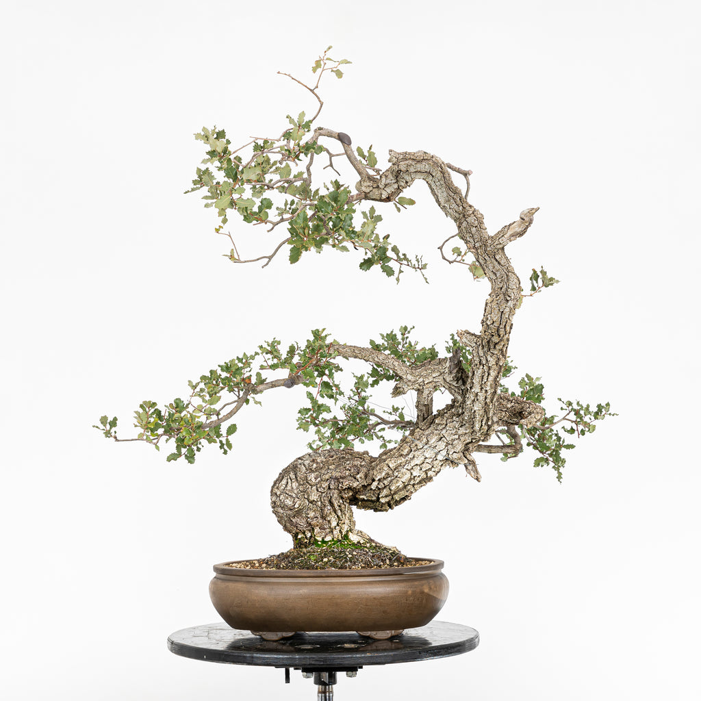 Bonsái "Dragón Ascendente"- Quejigo (Quercus faginea)