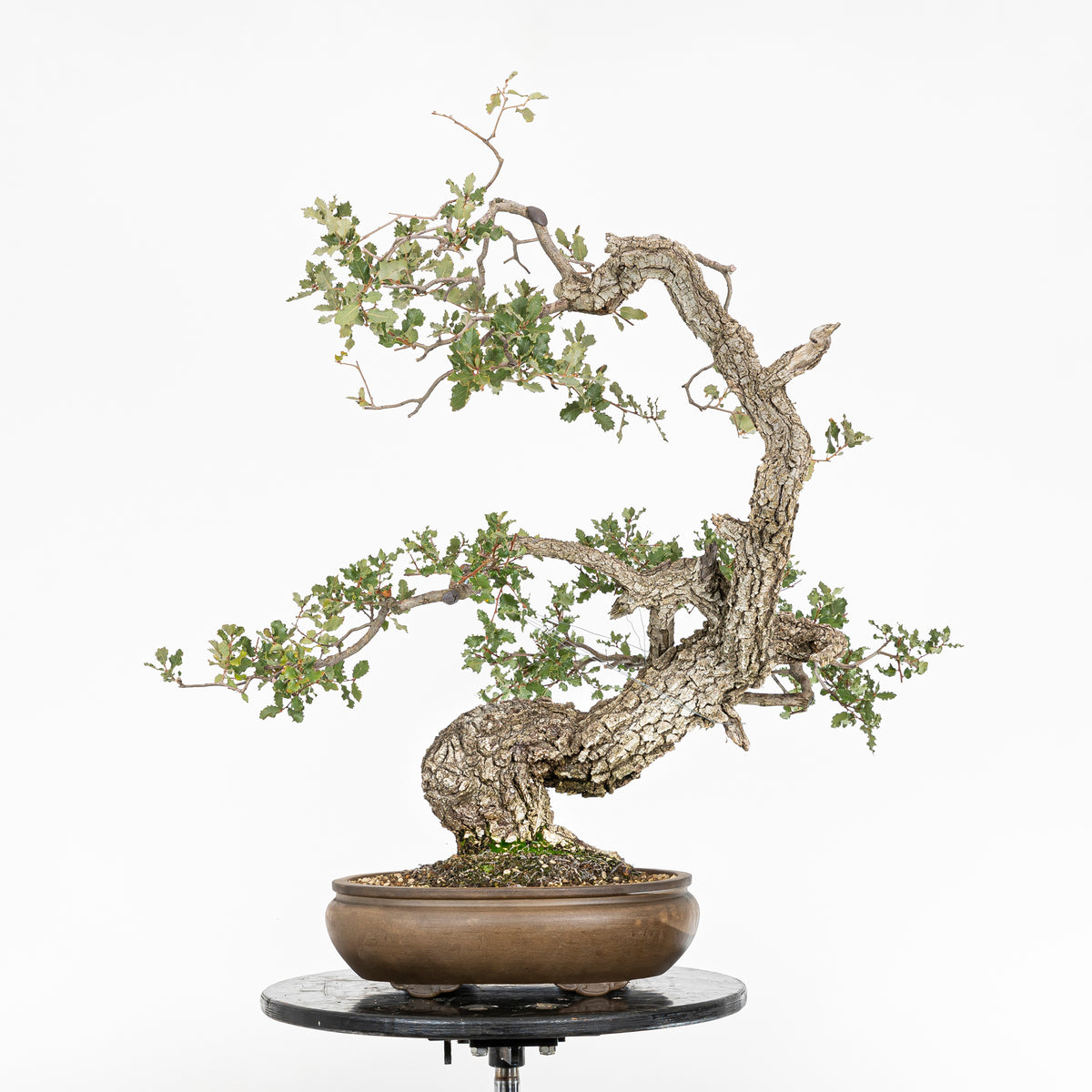 Bonsái "Dragón Ascendente"- Quejigo (Quercus faginea)